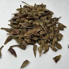 Korean Maple Bonsai Tree Seed