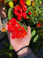 10 semi di peperoncino