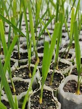 2 piante di palma da datteri