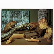 Cartolina Castoro, Biberbiotop, Trysil, Hedmark, Norsk Skogbruksmuseum, Elversum Norvegia