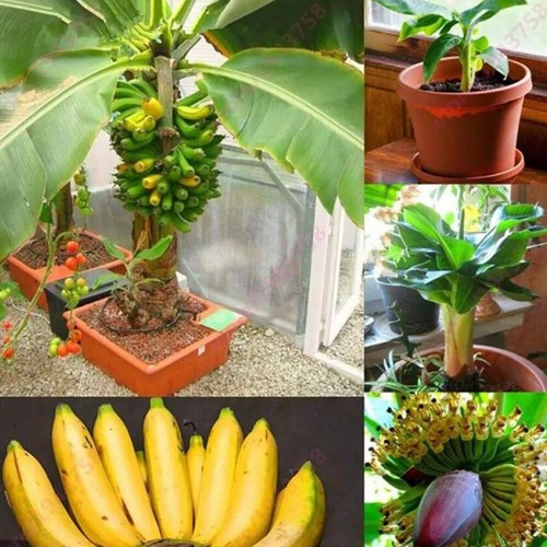 100 pezzi semi banana - pezzi, di