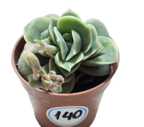 Echeveria lovely rose - lovely, 5.5
