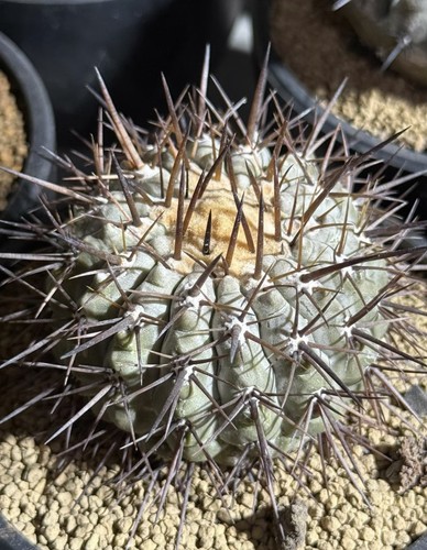 Cm copiapoa cinerea - cm,