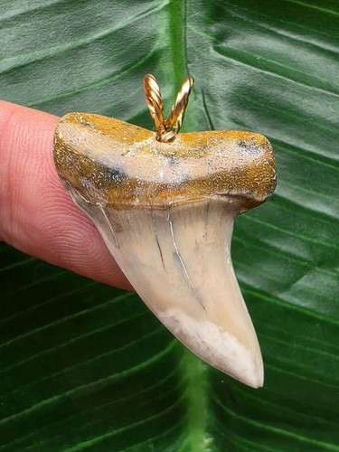 Dente bianco di isurus - 3,4, cm
