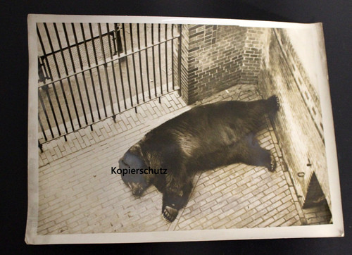 Foto zoo berlino - zoo, di