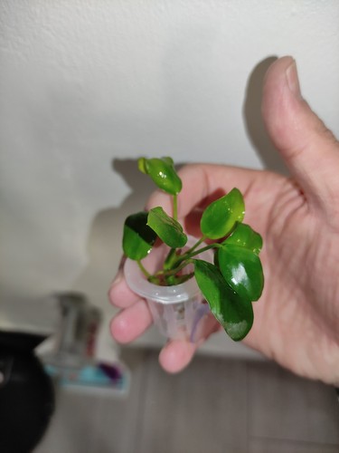 Piante anubias nana - 25,