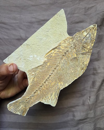 Raro grande pesce fossile