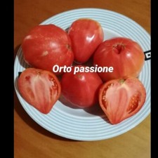 50 Semi Pomodoro cuore di bue