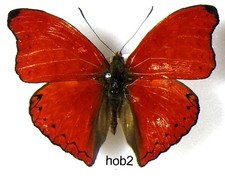 Cymothoe hobarti Hobarts Red