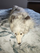 Pelliccia Bianca Di Ermellino