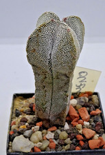 Cactus - Cactus - Astrophytum