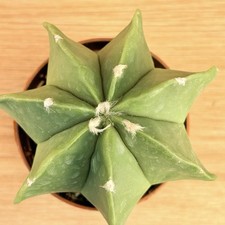 Astrophytum myriostigma nudum