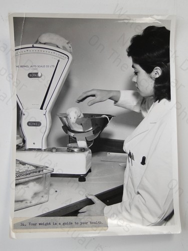 Woman weighs white rat berkel - rat,