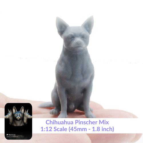 Chihuahua pincher - (chipin),