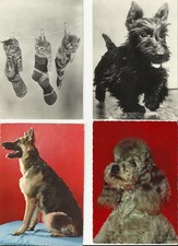 ANIMALI - CANI E GATTI - fotografiche FG - NV - n. 4 cartoline  -dup150