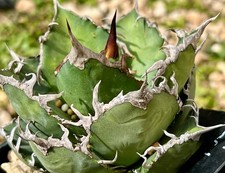 Agave titanota Cesare, pezzo