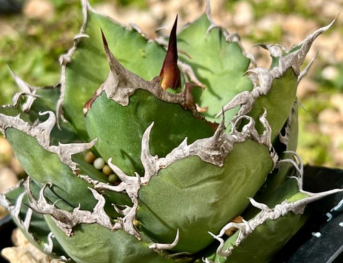 Agave titanota cesare - titanota,