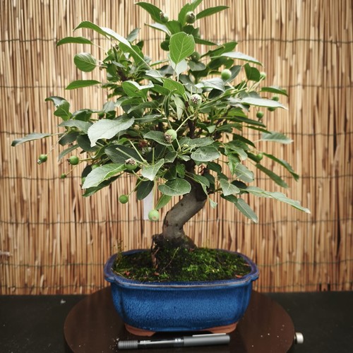 Bonsai melo 43cm - bonsai,