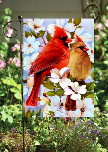 Coppia cardinale maschio - cardinale,