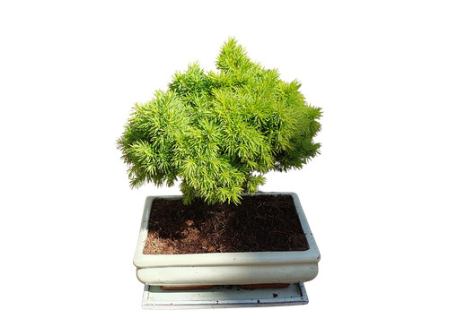 Bonsai abete esterno - bonsai,