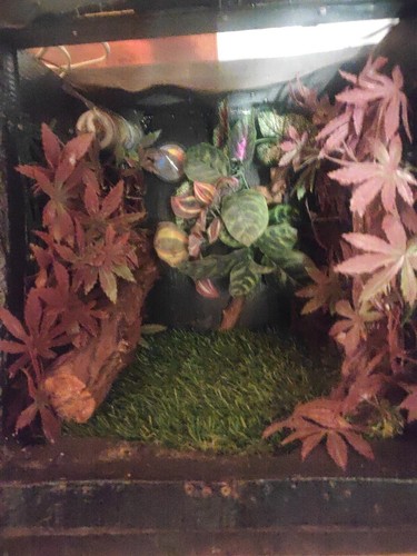 Terrario per rettili - terrario,