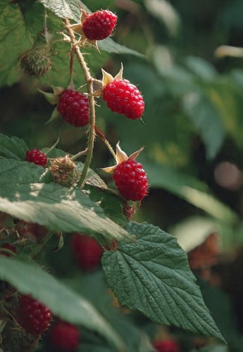 Rubus loganobaccus tayberry - rubus,