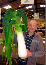 Porro gigante variante - gigante,