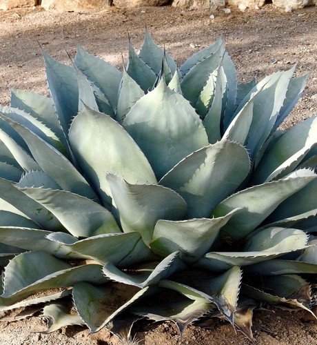 Agave ovatifolia seeds - seeds,