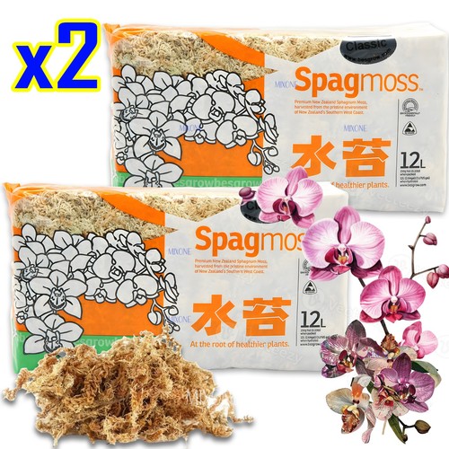 Pianta spagmoss muschio - di,