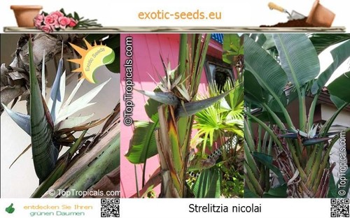 Strelitzia nicolai trelitzie - nicolai,