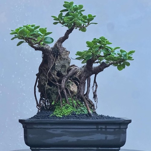 Bonsai ficus microcarpa - bonsai, di