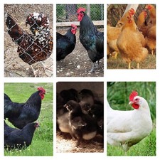 UOVA FERTILI  DA INCUBARE  A SORPRESA  tra avicoli di razza feconde / fecondate 