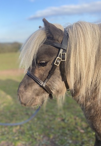 Filly slip mano briglia - in,