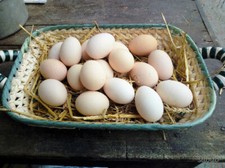 Uova Fertili di gallina Bionda