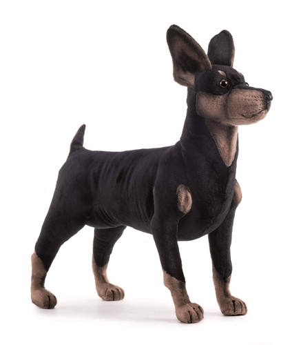 Bh3877 hansa pinscher - pinscher, 43