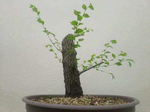 Bonsai xxl olmo ulmus - bonsai,