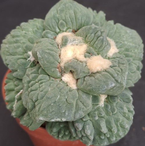 Ariocarpus retusus - , cv