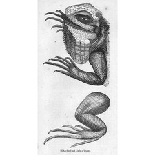 IGUANA La testa e gli arti -