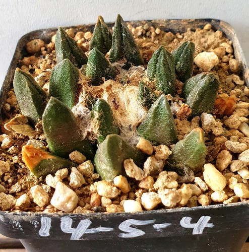 Ariocarpus scafirostris