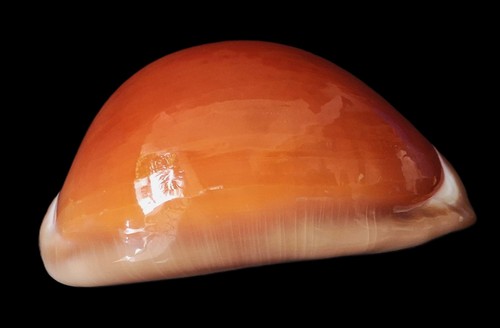 Cypraea aurantium mm - cypraea,