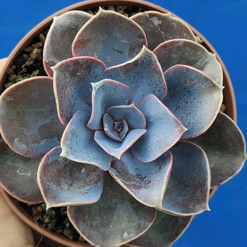 Echeveria perla di - "perla,