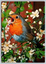 Cartolina Uccellino Pettirosso