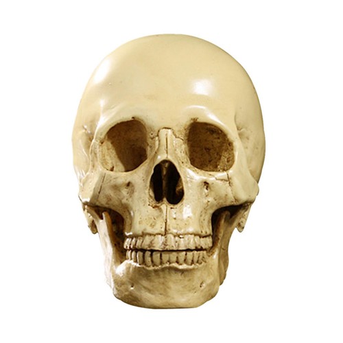 Teschio umano artificiale - , a
