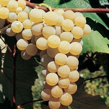 Uva Fragola Bianca (Pianta di