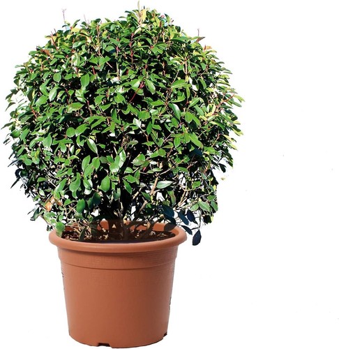 Photinia fraseri red robin - fraseri,