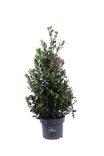 Pianta vera agrifoglio - agrifoglio, ilex