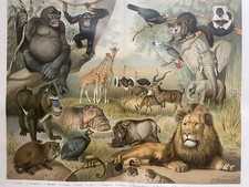 grafica antica fauna: fauna