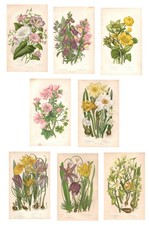 Antique Prints VERY NICE