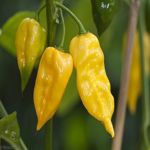 Semi peperoncino habanero - 20,