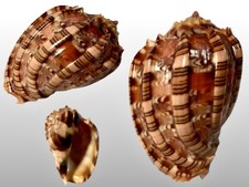 Harpidae, Harpa Harpa